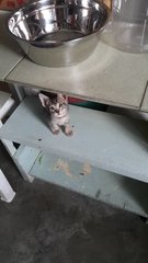 3 Grey Kittens - Domestic Short Hair Cat