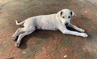 Naomi - Labrador Retriever Mix Dog