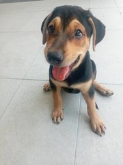 Litter For Adoption ❤️ - Mixed Breed Dog