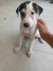 Litter For Adoption ❤️ - Mixed Breed Dog