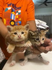 Bundle Of Joy - Domestic Short Hair Cat