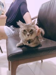 Miko - Persian + British Shorthair Cat