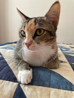 Mary (Now Nugget) - Domestic Short Hair Cat