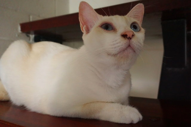 Mimu - Domestic Short Hair Cat