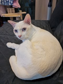 Mimu - Domestic Short Hair Cat