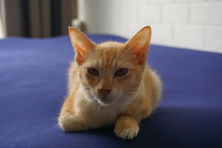 Sushi - Domestic Short Hair Cat