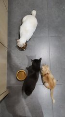 Sushi - Domestic Short Hair Cat