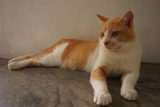 Dodi - Domestic Short Hair Cat