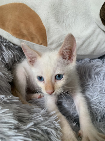 Cotton - Domestic Medium Hair Cat