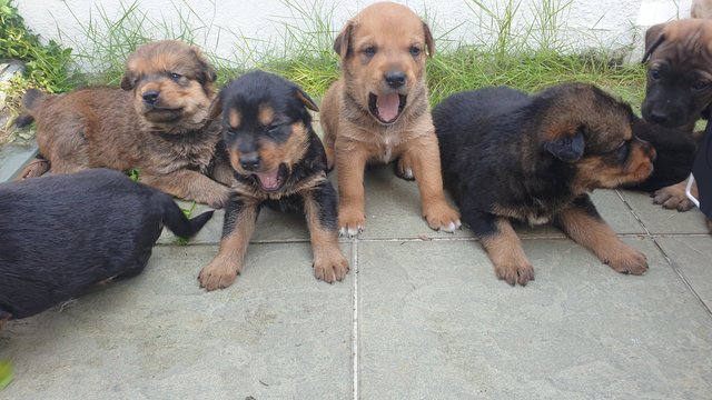 Cuties  - Mixed Breed Dog