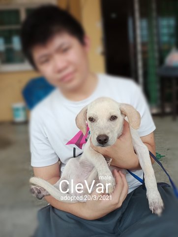 Clevar - Blue Lacy + Labrador Retriever Dog