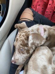 Zoey - Pit Bull Terrier + Australian Shepherd Dog