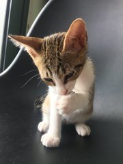 Kitten (Boy) - Urgent - Domestic Short Hair Cat