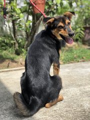 Foxy - Australian Kelpie Dog