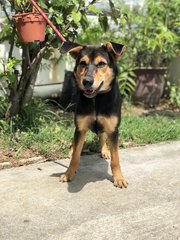 Foxy - Australian Kelpie Dog