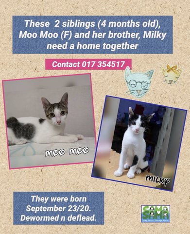  Milky Adopted - Domestic Short Hair Cat