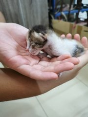 Calico Kitten - Calico Cat