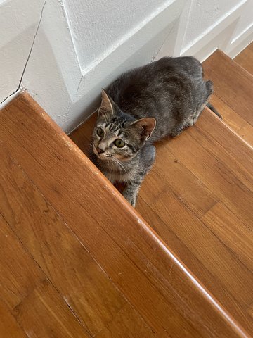 Binx  - Domestic Short Hair Cat