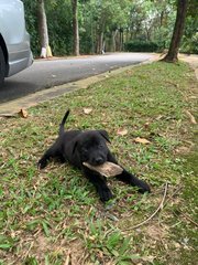 Truffle - Mixed Breed Dog