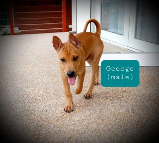 George - Mixed Breed Dog