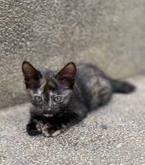 Olive - Domestic Short Hair Cat