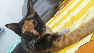 Comot - Domestic Short Hair Cat