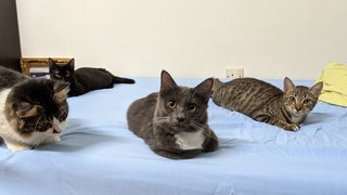 Coalie - Domestic Medium Hair Cat