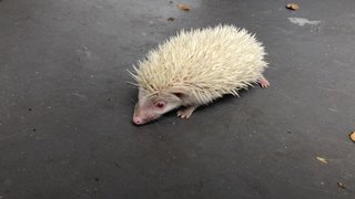 Opie - Hedgehog Small & Furry