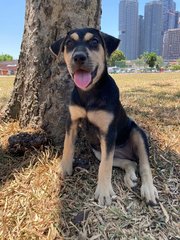 Shiba Face Leelu  - Mixed Breed Dog