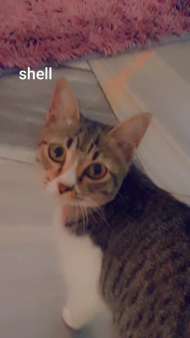 Shell &amp; Mars - Domestic Medium Hair Cat