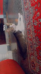 Shell &amp; Mars - Domestic Medium Hair Cat