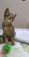 Rhatte - Domestic Short Hair Cat