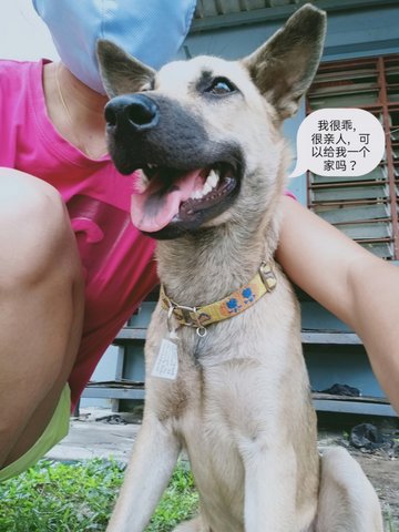 Manja - Mixed Breed Dog