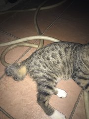 Ary - Domestic Medium Hair + Siamese Cat