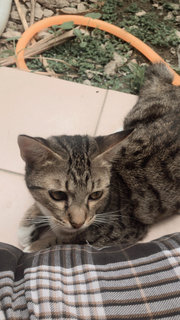 Ary - Domestic Medium Hair + Siamese Cat