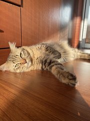 Butters - American Shorthair Cat