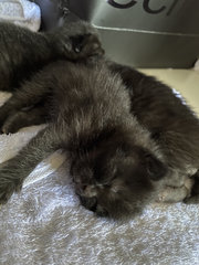 3 Black Kittens Up For Adoption - Domestic Short Hair Cat