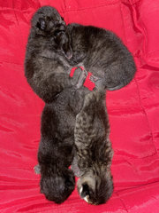 3 Black Kittens Up For Adoption - Domestic Short Hair Cat