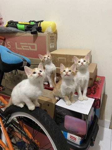 4 Kittens - Domestic Medium Hair Cat