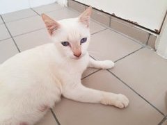 Snowbell - Domestic Short Hair Cat