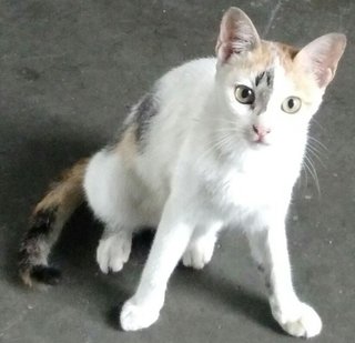 Kitty - Domestic Short Hair Cat