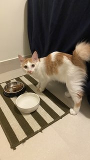 Archie - Domestic Medium Hair Cat