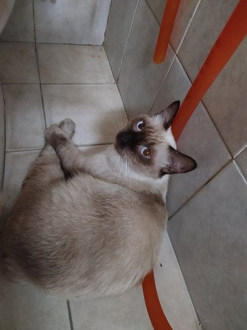 Sandy - Domestic Short Hair + Siamese Cat