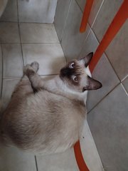 Sandy - Domestic Short Hair + Siamese Cat