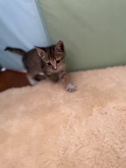 Star ( Needs A Home Soon) - Domestic Short Hair Cat