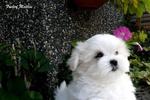 Frederf Maltese - Maltese Dog