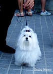 Frederf Maltese - Maltese Dog