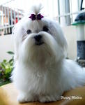 Frederf Maltese - Maltese Dog