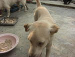 Peanut - Golden Retriever Mix Dog