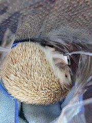 Mew - Hedgehog Small & Furry